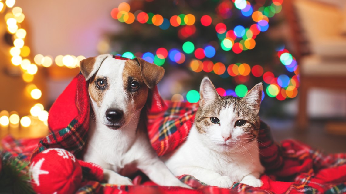 Yes, you can adopt a pet as a Christmas gift – so long as you do it correctly