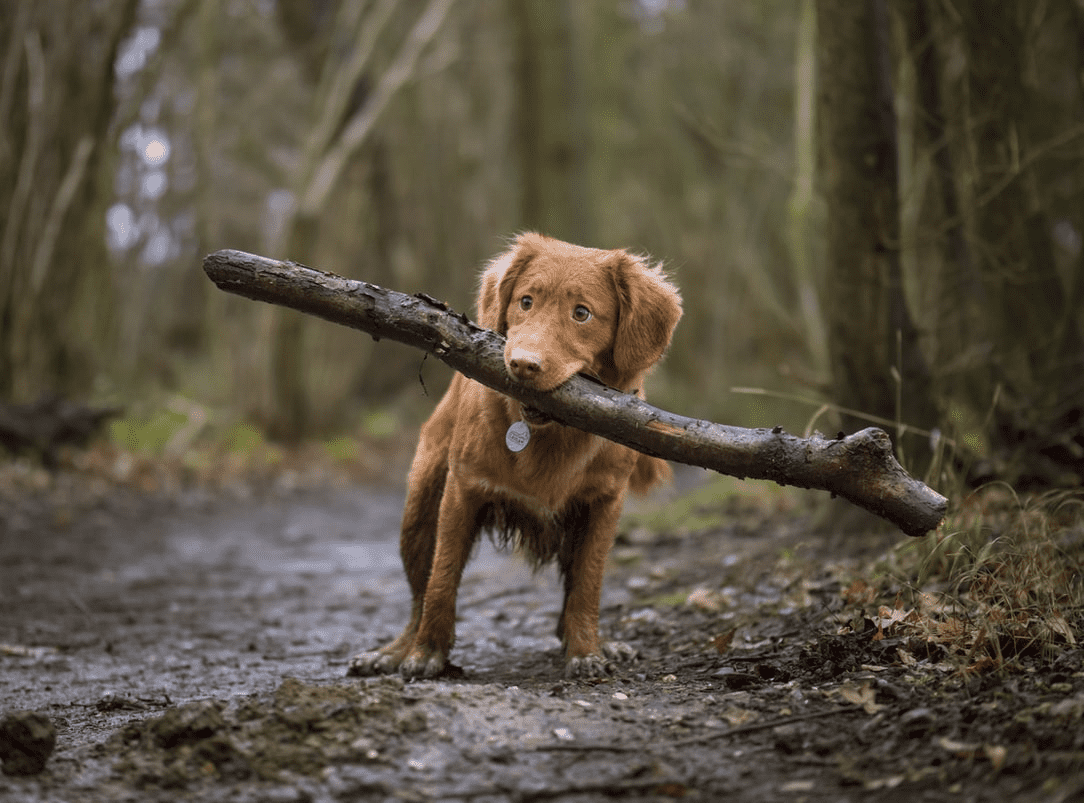 When pets are family, the benefits extend into society